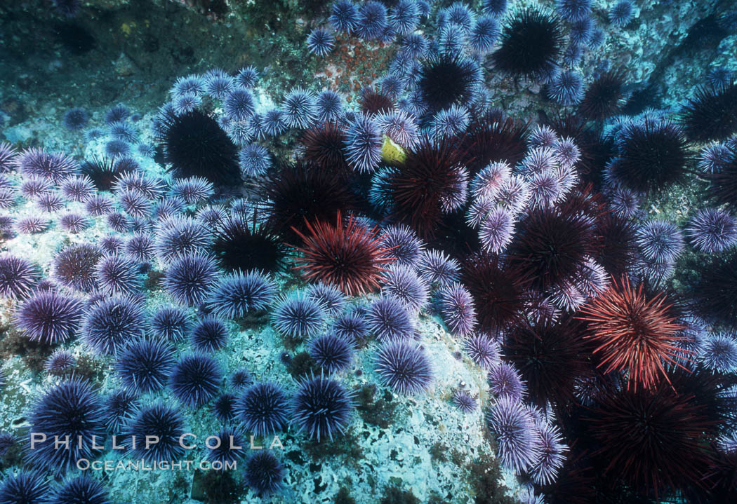 Purple and red urchins. Santa Barbara Island, California, USA, Strogylocentrotus franciscanus, Strongylocentrotus purpuratus, natural history stock photograph, photo id 04730