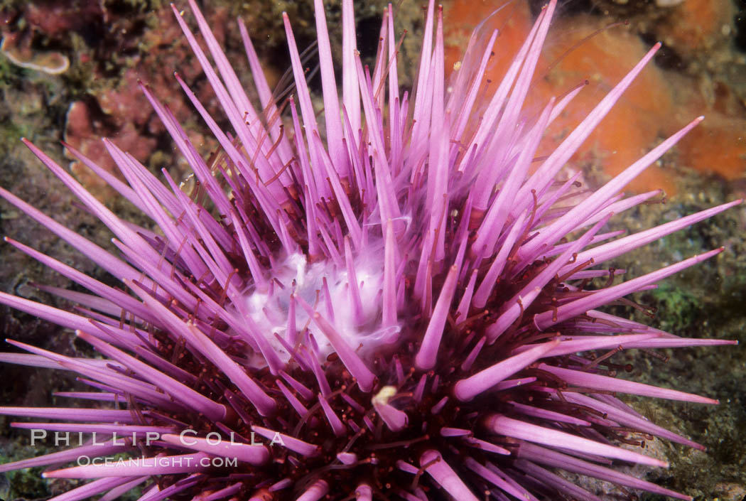 Purple sea urchin, spawning, releasing gametes into the ocean currents.  Once adult purple sea urchins have reached sexual maturity, females and males release gametes into the ocean, a mode of external fertilization. The fertilized egg later settles, and begins growing into an adult., Strongylocentrotus purpuratus, natural history stock photograph, photo id 05346