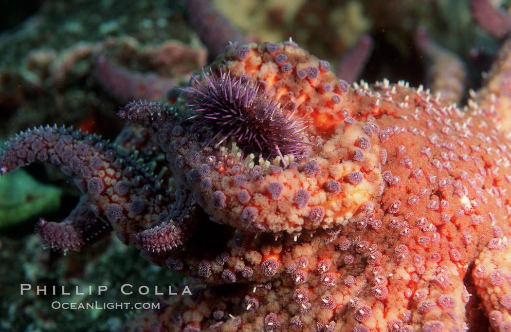 Purple urchin attacked by starfish, Coronados. Coronado Islands (Islas Coronado), Baja California, Mexico, Strongylocentrotus purpuratus, natural history stock photograph, photo id 01984