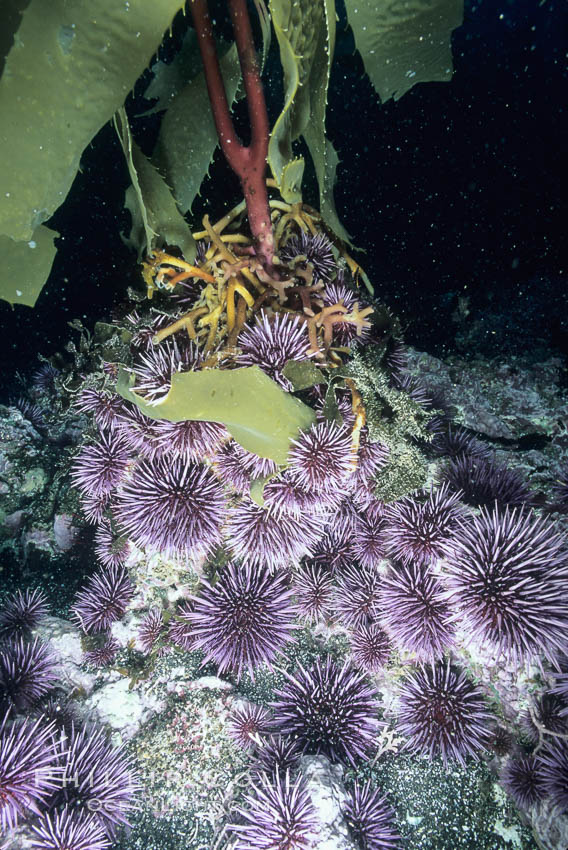 Purple urchins destroying/eating giant kelp holdfast. Santa Barbara Island, California, USA, Macrocystis pyrifera, Strongylocentrotus purpuratus, natural history stock photograph, photo id 03404