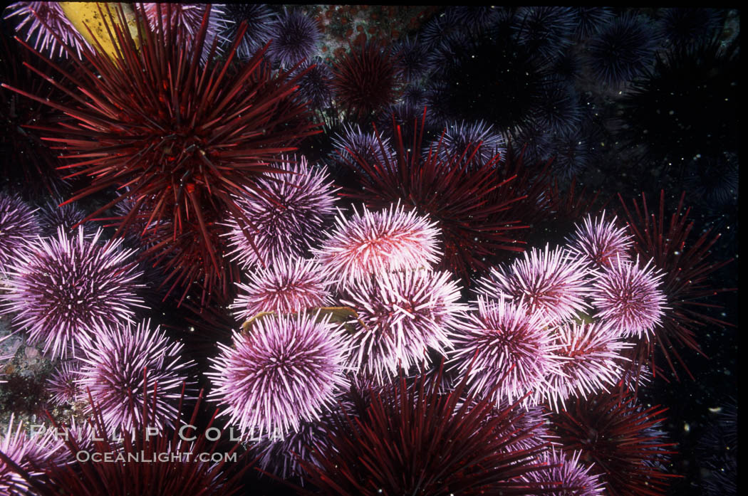 Purple and red urchins. Santa Barbara Island, California, USA, Strogylocentrotus franciscanus, Strongylocentrotus purpuratus, natural history stock photograph, photo id 04724