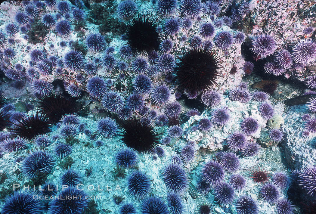 Purple and red urchins. Santa Barbara Island, California, USA, Strogylocentrotus franciscanus, Strongylocentrotus purpuratus, natural history stock photograph, photo id 04728