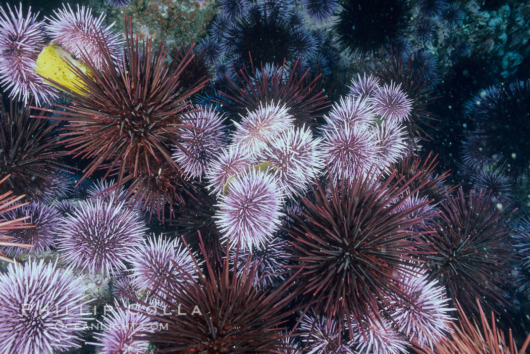 Purple and red urchins. Santa Barbara Island, California, USA, Strogylocentrotus franciscanus, Strongylocentrotus purpuratus, natural history stock photograph, photo id 04725