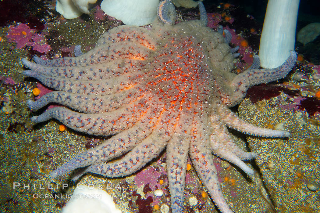 Sun starfish.  This enormous starfish can have up to 24 arms, grow to 30 inches in diameter and have as many as 15000 tube feet.  Sun stars are usually pink, purple or brown in color although will occasionally be red or yellow. They can regrow lost arms., Pycnopodia helianthoides, natural history stock photograph, photo id 14950