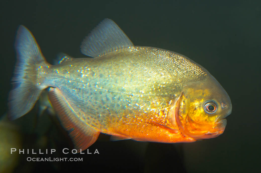 Red-bellied piranha.  The piranhas teeth are so sharp that Amazonian Indians use them as knives.  Each tooth has sawlike edges that allow the fish to slice through prey.  The teeth are continually replaced throughout the piranhas life.  Piranhas are illegal to import, sell or own in California., Pygocentrus nattereri, natural history stock photograph, photo id 13962