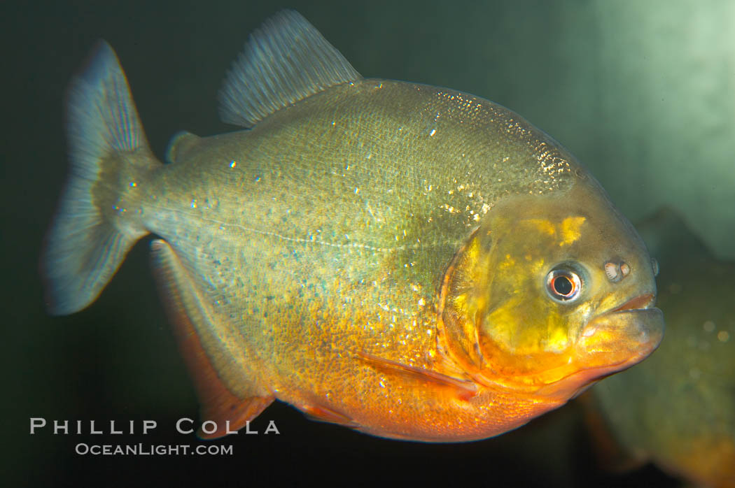 Red-bellied piranha.  The piranhas teeth are so sharp that Amazonian Indians use them as knives.  Each tooth has sawlike edges that allow the fish to slice through prey.  The teeth are continually replaced throughout the piranhas life.  Piranhas are illegal to import, sell or own in California., Pygocentrus nattereri, natural history stock photograph, photo id 13956