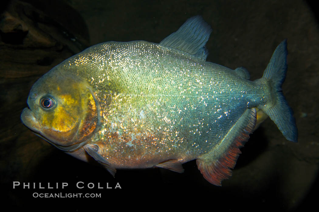 Red piranha, a fierce predatory freshwater fish native to South American rivers.  Its reputation for deadly attacks is legend., Pygocentrus nattereri, natural history stock photograph, photo id 14704