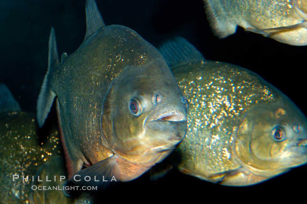 Red piranha, a fierce predatory freshwater fish native to South American rivers.  Its reputation for deadly attacks is legend., Pygocentrus nattereri, natural history stock photograph, photo id 09819