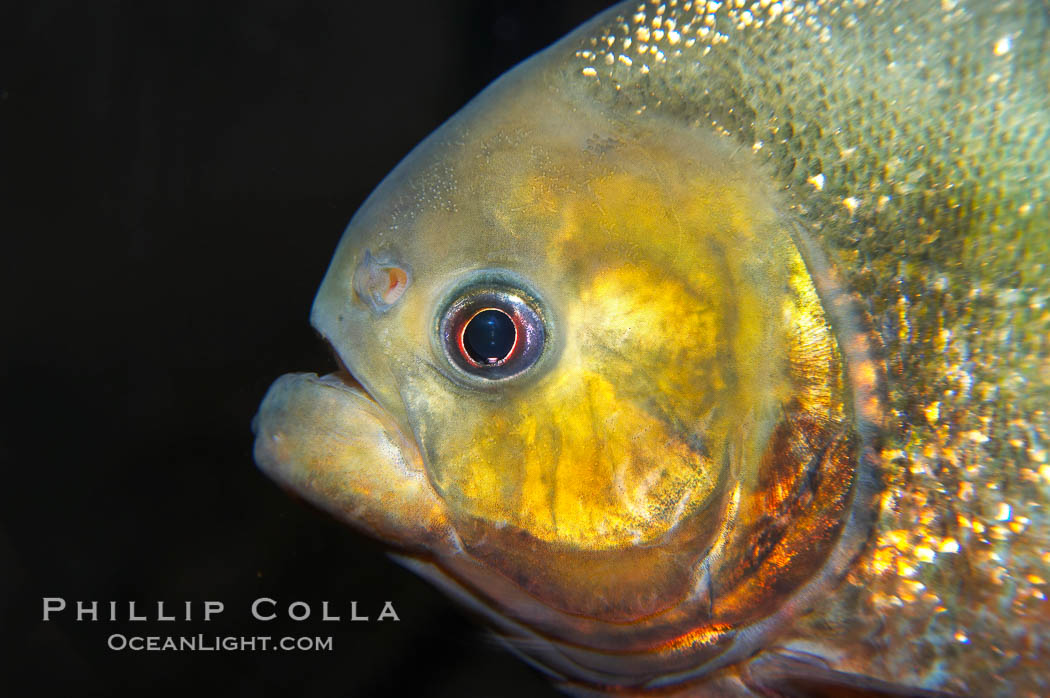 Red piranha, a fierce predatory freshwater fish native to South American rivers.  Its reputation for deadly attacks is legend., Pygocentrus nattereri, natural history stock photograph, photo id 14701