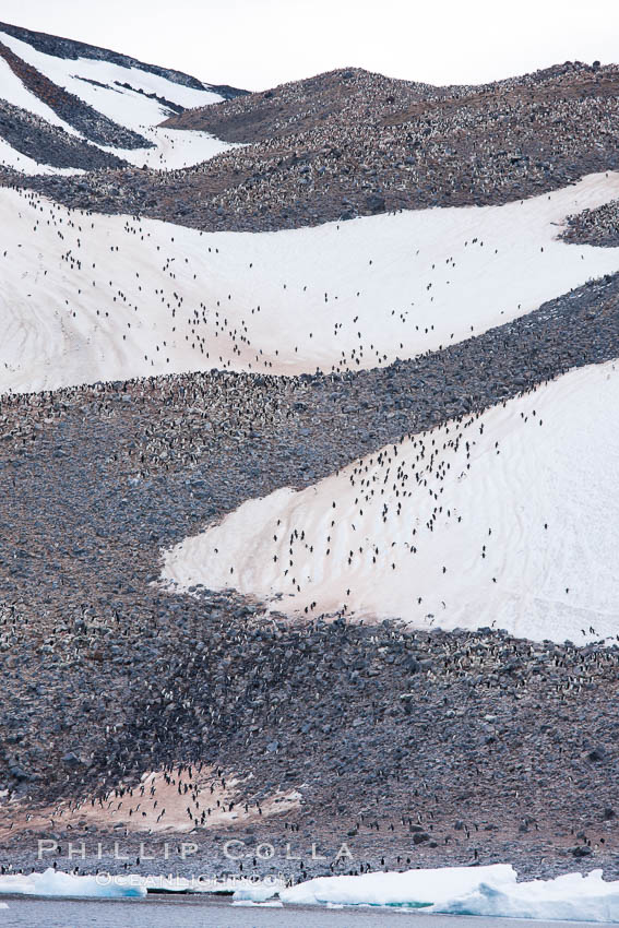 Adelie penguin colony covers the hillsides of Paulet Island. Antarctic Peninsula, Antarctica, Pygoscelis adeliae, natural history stock photograph, photo id 24902
