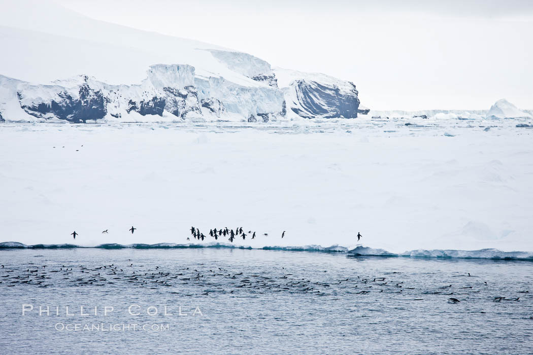 Adelie Penguins on fast ice, along the shore of Paulet Island. Antarctic Peninsula, Antarctica, Pygoscelis adeliae, natural history stock photograph, photo id 24908