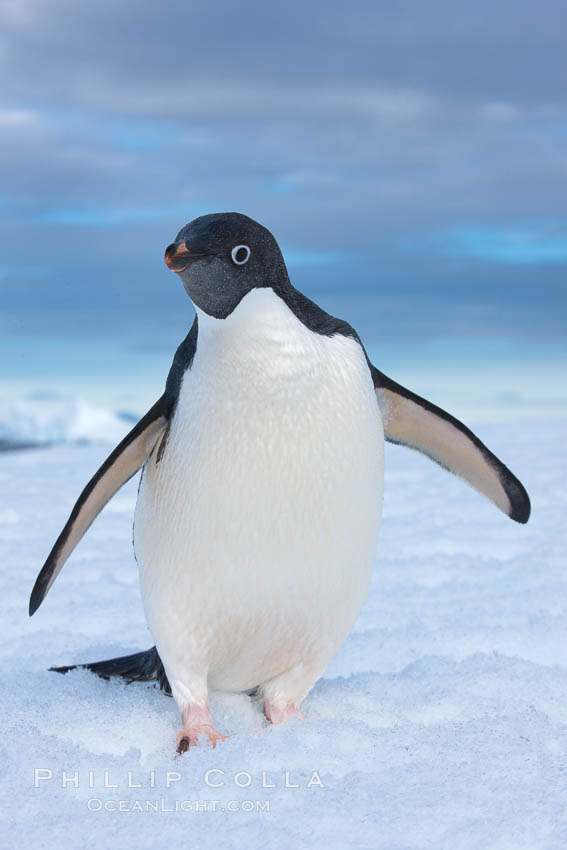 A curious Adelie penguin, standing at the edge of an iceberg, looks over the photographer. Paulet Island, Antarctic Peninsula, Antarctica, Pygoscelis adeliae, natural history stock photograph, photo id 25016