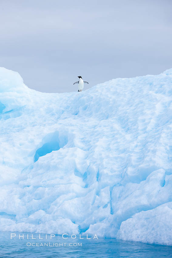 A tiny Adelie penguins stands atop an iceberg. Paulet Island, Antarctic Peninsula, Antarctica, natural history stock photograph, photo id 24899