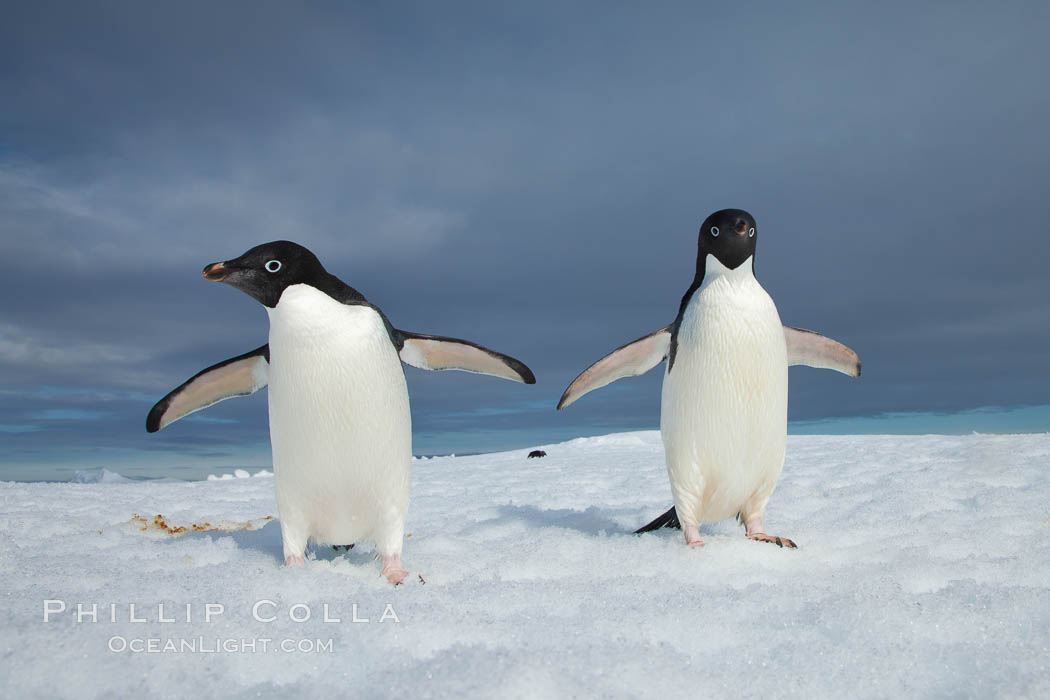 Two Adelie penguins, holding their wings out, standing on an iceberg. Paulet Island, Antarctic Peninsula, Antarctica, Pygoscelis adeliae, natural history stock photograph, photo id 25007