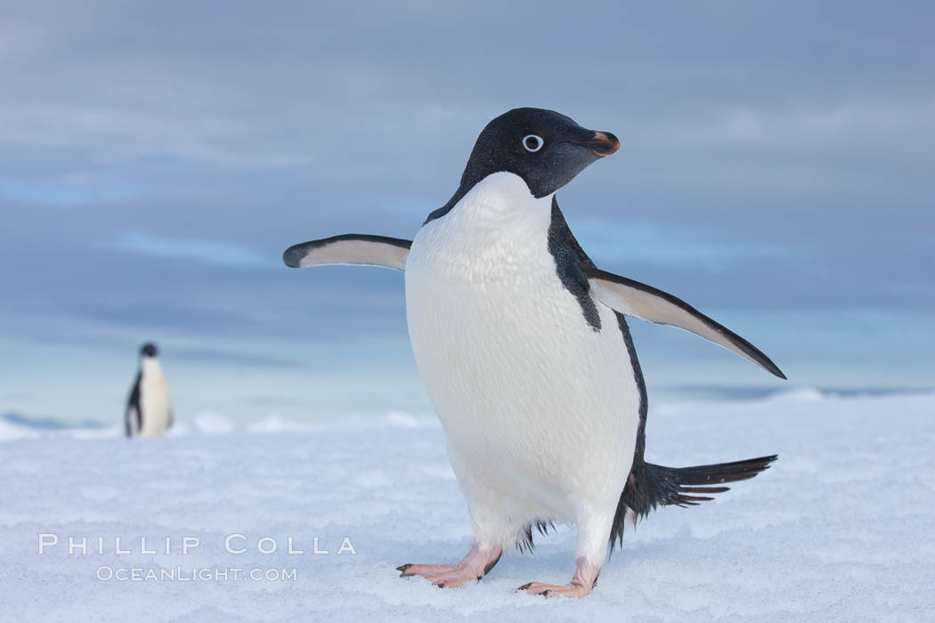 A curious Adelie penguin, standing at the edge of an iceberg, looks over the photographer. Paulet Island, Antarctic Peninsula, Antarctica, Pygoscelis adeliae, natural history stock photograph, photo id 25015