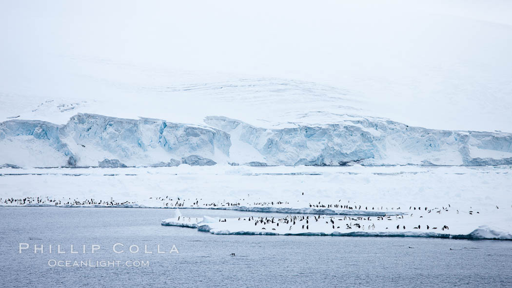 Adelie Penguins on fast ice, along the shore of Paulet Island. Antarctic Peninsula, Antarctica, Pygoscelis adeliae, natural history stock photograph, photo id 24909