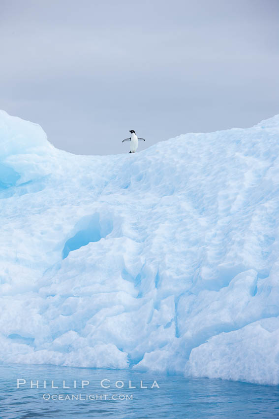A tiny Adelie penguin stands atop an iceberg. Paulet Island, Antarctic Peninsula, Antarctica, Pygoscelis adeliae, natural history stock photograph, photo id 25017