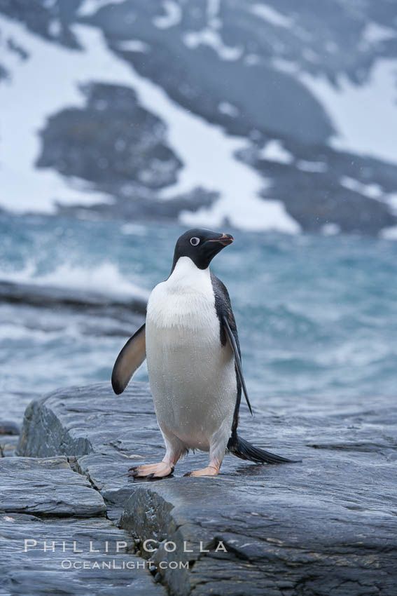 Adelie penguin, on rocky shore, leaving the ocean after foraging for food, Shingle Cove. Coronation Island, South Orkney Islands, Southern Ocean, Pygoscelis adeliae, natural history stock photograph, photo id 25174