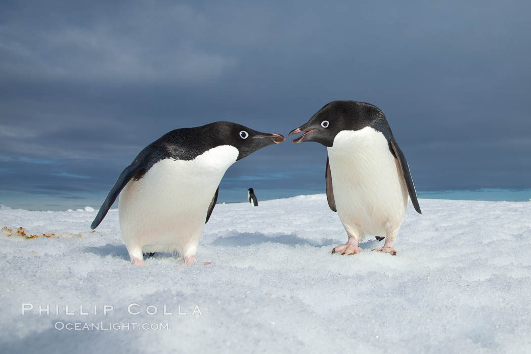 Adelie penguins. Paulet Island, Antarctic Peninsula, Antarctica, Pygoscelis adeliae, natural history stock photograph, photo id 26366
