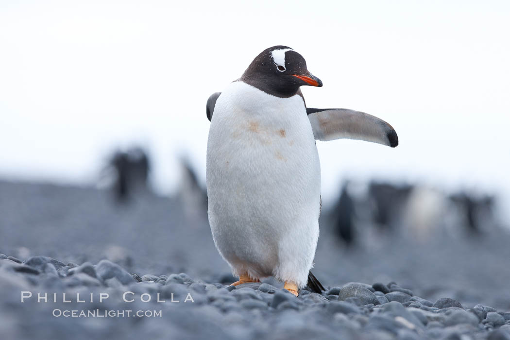 Adelie penguins. Brown Bluff, Antarctic Peninsula, Antarctica, Pygoscelis adeliae, natural history stock photograph, photo id 26375