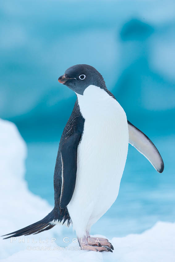 Adelie penguins. Brown Bluff, Antarctic Peninsula, Antarctica, Pygoscelis adeliae, natural history stock photograph, photo id 26379