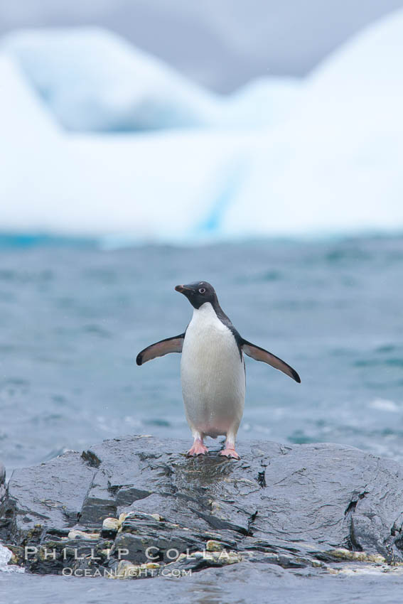 Adelie penguin. Shingle Cove, Coronation Island, South Orkney Islands, Southern Ocean, Pygoscelis adeliae, natural history stock photograph, photo id 26353