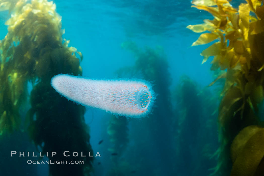 Pyrosome drifting through a kelp forest, Catalina Island. Pyrosomes are free-floating colonial tunicates that usually live in the upper layers of the open ocean in warm seas. Pyrosomes are cylindrical or cone-shaped colonies made up of hundreds to thousands of individuals, known as zooids