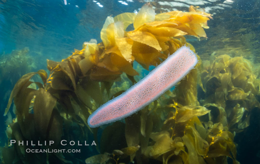Pyrosome drifting through a kelp forest, Catalina Island. Pyrosomes are free-floating colonial tunicates that usually live in the upper layers of the open ocean in warm seas. Pyrosomes are cylindrical or cone-shaped colonies made up of hundreds to thousands of individuals, known as zooids