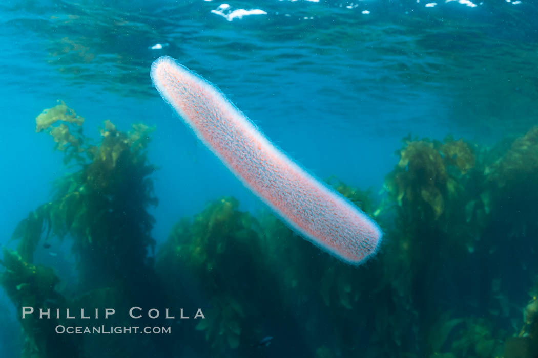 Pyrosome drifting through a kelp forest, Catalina Island. Pyrosomes are free-floating colonial tunicates that usually live in the upper layers of the open ocean in warm seas. Pyrosomes are cylindrical or cone-shaped colonies made up of hundreds to thousands of individuals, known as zooids. California, USA, natural history stock photograph, photo id 37163