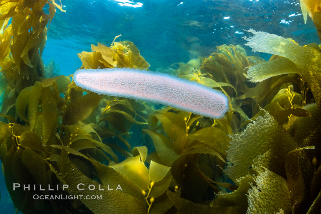 Pyrosome drifting through a kelp forest, Catalina Island. Pyrosomes are free-floating colonial tunicates that usually live in the upper layers of the open ocean in warm seas. Pyrosomes are cylindrical or cone-shaped colonies made up of hundreds to thousands of individuals, known as zooids. California, USA, natural history stock photograph, photo id 37165