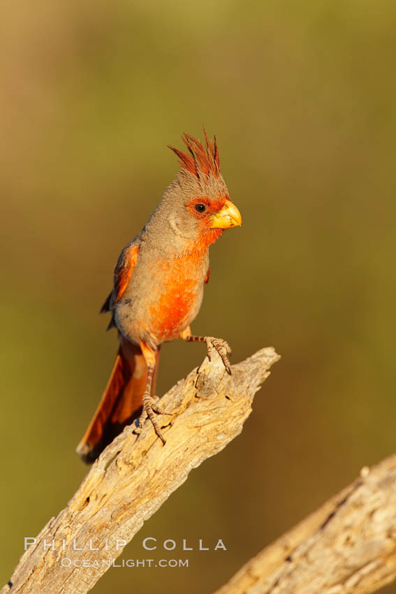 Pyrrhuloxia, male. Amado, Arizona, USA, Cardinalis sinuatus, natural history stock photograph, photo id 23018