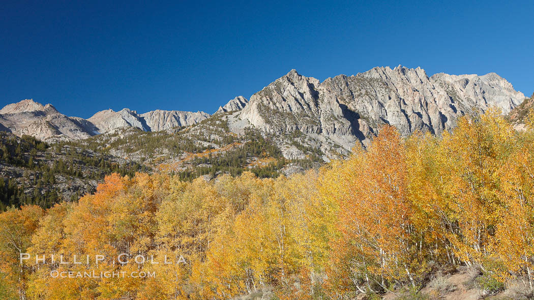 Aspen trees turn gold in fall, with peaks of the Sierra Nevada rising in the distance. Bishop Creek Canyon, Sierra Nevada Mountains, California, USA, Populus tremuloides, natural history stock photograph, photo id 23346
