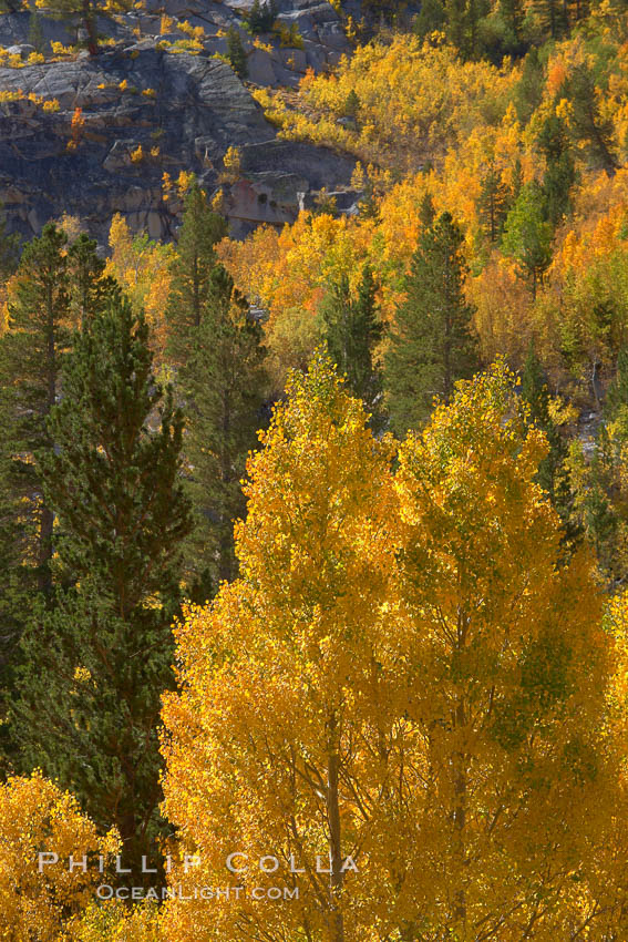 Yellow aspen trees in fall, line the sides of Bishop Creek Canyon, mixed with  green pine trees, eastern sierra fall colors. Bishop Creek Canyon, Sierra Nevada Mountains, California, USA, Populus tremuloides, natural history stock photograph, photo id 23358