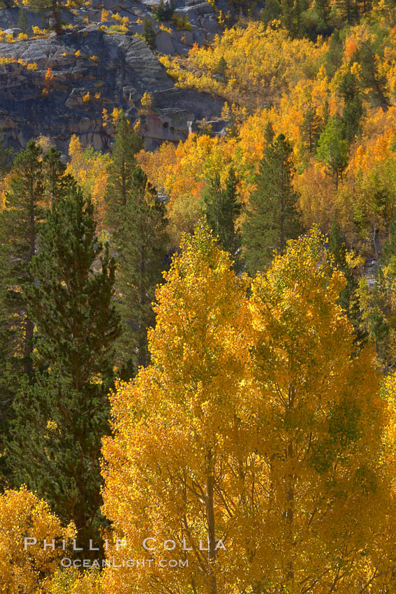 Yellow aspen trees in fall, line the sides of Bishop Creek Canyon, mixed with  green pine trees, eastern sierra fall colors. Bishop Creek Canyon, Sierra Nevada Mountains, California, USA, Populus tremuloides, natural history stock photograph, photo id 23358