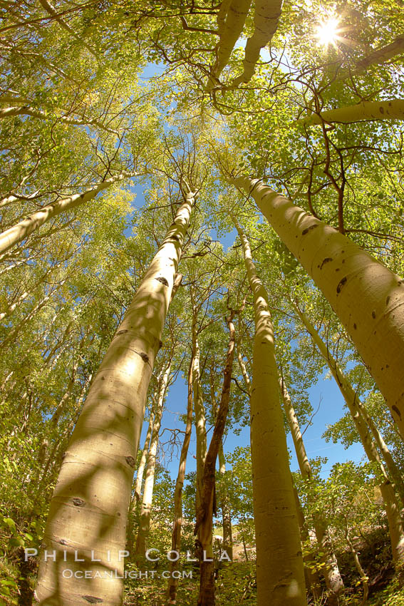 A grove of aspen trees, looking up to the sky along the towering white trunks to the yellow and green leaves, changing color in autumn. Bishop Creek Canyon, Sierra Nevada Mountains, California, USA, Populus tremuloides, natural history stock photograph, photo id 23344