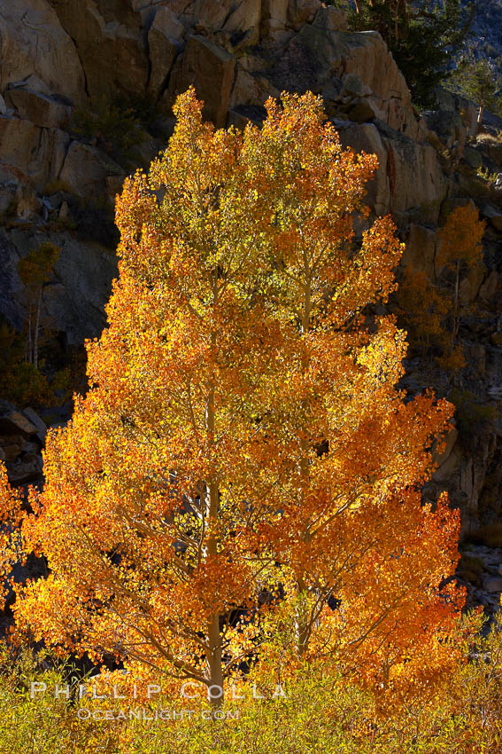 Aspen trees turning yellow in autumn, fall colors in the eastern sierra. Bishop Creek Canyon, Sierra Nevada Mountains, California, USA, Populus tremuloides, natural history stock photograph, photo id 23360