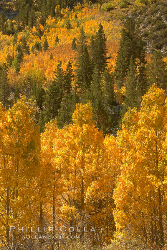 Yellow aspen trees in fall, line the sides of Bishop Creek Canyon, mixed with  green pine trees, eastern sierra fall colors. Bishop Creek Canyon, Sierra Nevada Mountains, California, USA, Populus tremuloides, natural history stock photograph, photo id 23347