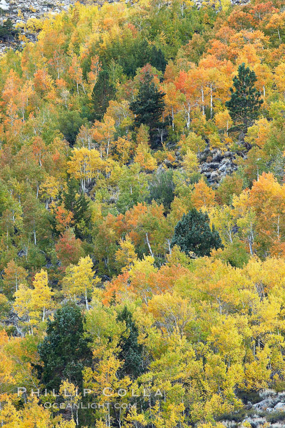 Aspen trees, create a collage of autumn colors on the sides of Rock Creek Canyon, fall colors of yellow, orange, green and red. Rock Creek Canyon, Sierra Nevada Mountains, California, USA, Populus tremuloides, natural history stock photograph, photo id 23349