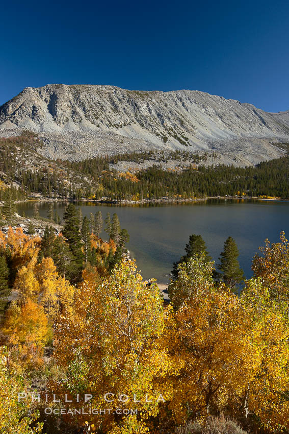 Mount Morgan and Rock Creek Lake with changing aspens, fall colors, autumn. Rock Creek Canyon, Sierra Nevada Mountains, California, USA, Populus tremuloides, natural history stock photograph, photo id 23353