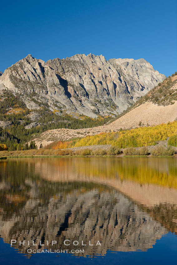 Aspen trees in fall, change in color to yellow, orange and red, reflected in the calm waters of North Lake. Bishop Creek Canyon, Sierra Nevada Mountains, California, USA, Populus tremuloides, natural history stock photograph, photo id 23357
