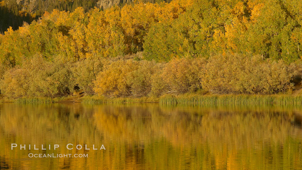 Aspen trees in fall, change in color to yellow, orange and red, reflected in the calm waters of North Lake. Bishop Creek Canyon, Sierra Nevada Mountains, California, USA, Populus tremuloides, natural history stock photograph, photo id 23365