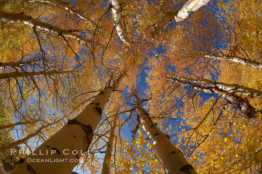 A grove of aspen trees, looking up to the sky along the towering white trunks to the yellow and green leaves, changing color in autumn. Bishop Creek Canyon, Sierra Nevada Mountains, California, USA, Populus tremuloides, natural history stock photograph, photo id 23326