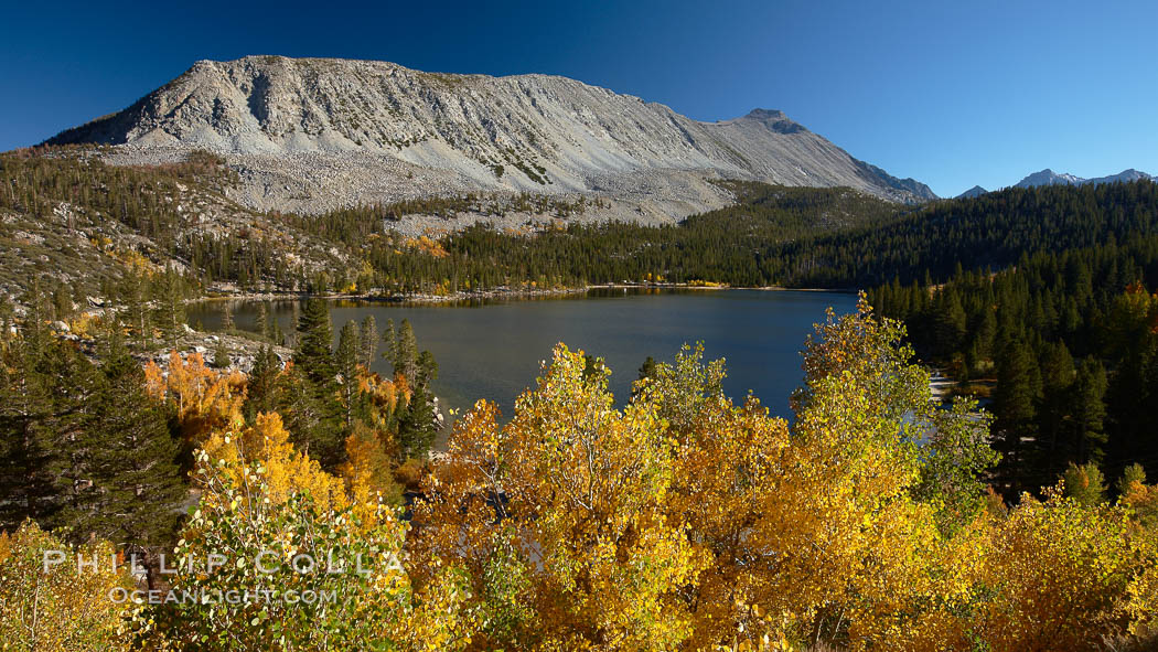 Mount Morgan and Rock Creek Lake with changing aspens, fall colors, autumn. Rock Creek Canyon, Sierra Nevada Mountains, California, USA, Populus tremuloides, natural history stock photograph, photo id 23330