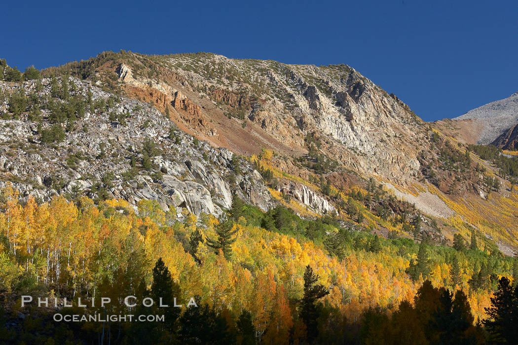 The Hunchback, a peak rising above the South Fork of Bishop Creek Canyon, with yellow and orange aspen trees changing to their fall colors. Bishop Creek Canyon, Sierra Nevada Mountains, California, USA, Populus tremuloides, natural history stock photograph, photo id 23328