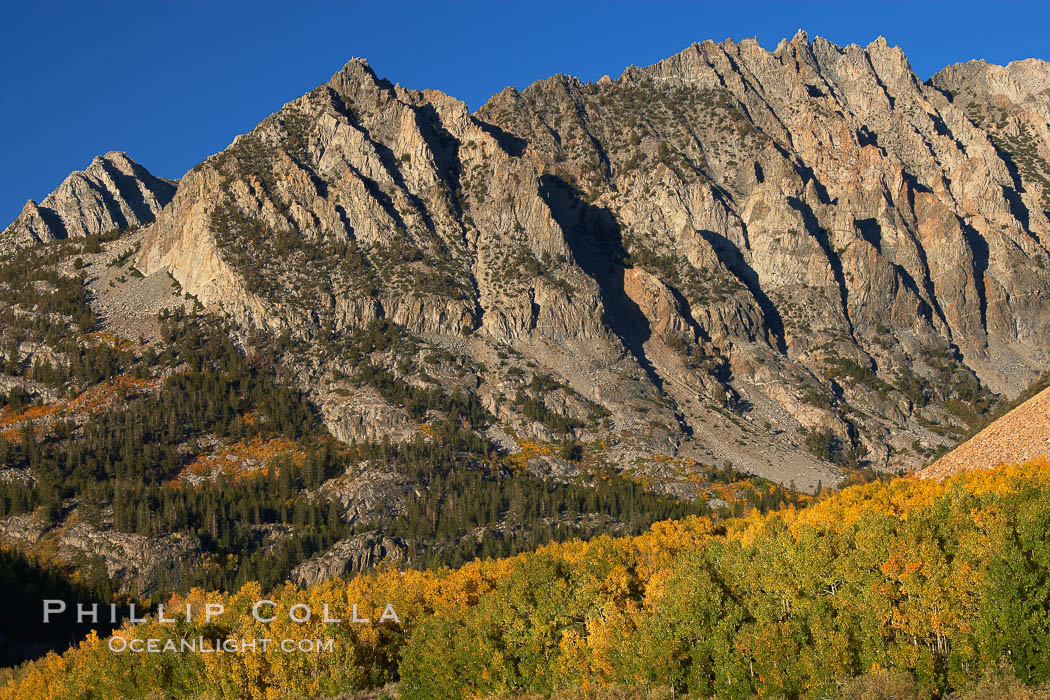 Sierra Nevada mountains, appear above a grove of colorful aspen trees changing to yellow and orange in fall, autumn. Bishop Creek Canyon, Sierra Nevada Mountains, California, USA, Populus tremuloides, natural history stock photograph, photo id 23332