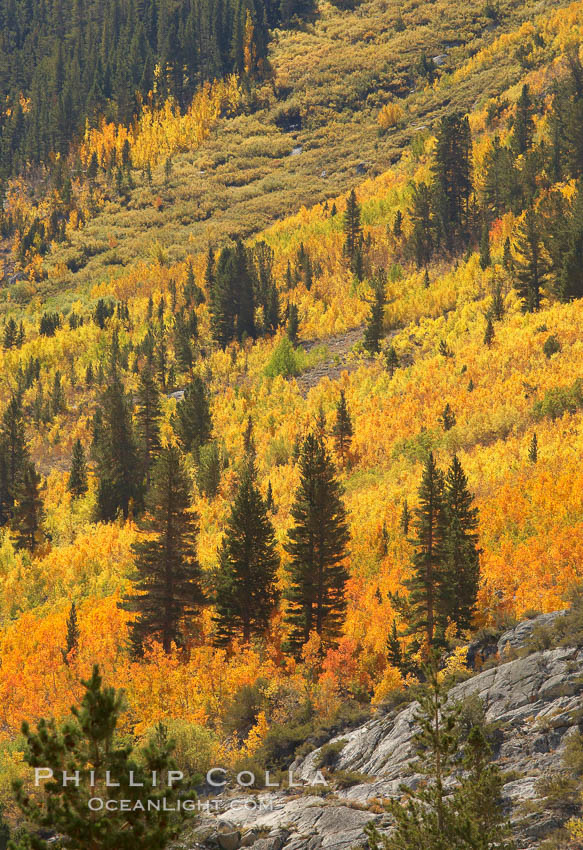 Yellow aspen trees in fall, line the sides of Bishop Creek Canyon, mixed with  green pine trees, eastern sierra fall colors. Bishop Creek Canyon, Sierra Nevada Mountains, California, USA, Populus tremuloides, natural history stock photograph, photo id 23335