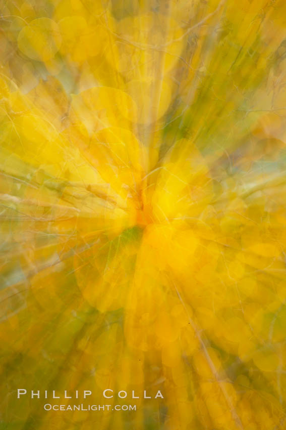 Kaleidoscope of yellow colors as the lens zooms while taking a photo of aspen leaves in autumn. Rock Creek Canyon, Sierra Nevada Mountains, California, USA, Populus tremuloides, natural history stock photograph, photo id 23339