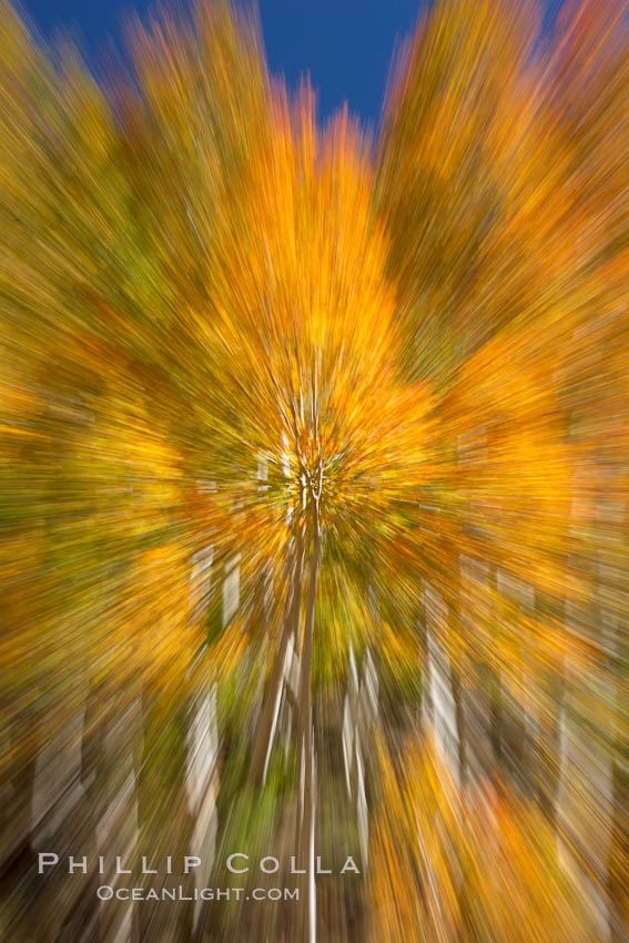 An explosion of yellow and orange color, aspen trees changing color in fall, autumn approaches. Bishop Creek Canyon, Sierra Nevada Mountains, California, USA, Populus tremuloides, natural history stock photograph, photo id 23325