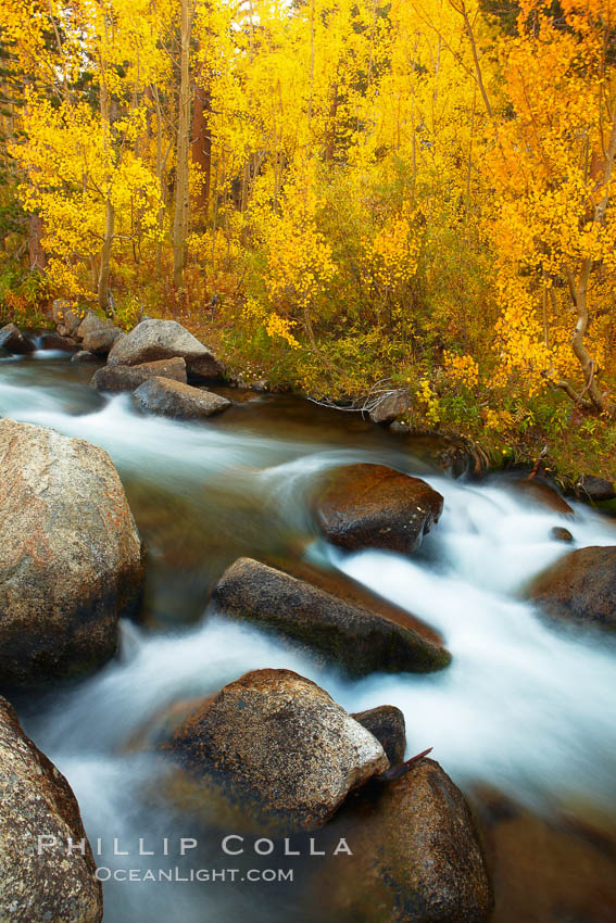 Aspens turn yellow in autumn, changing color alongside the south fork of Bishop Creek at sunset. Bishop Creek Canyon, Sierra Nevada Mountains, California, USA, Populus tremuloides, natural history stock photograph, photo id 23329