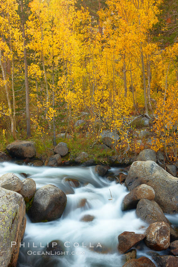 Aspens turn yellow in autumn, changing color alongside the south fork of Bishop Creek at sunset. Bishop Creek Canyon, Sierra Nevada Mountains, California, USA, Populus tremuloides, natural history stock photograph, photo id 23378